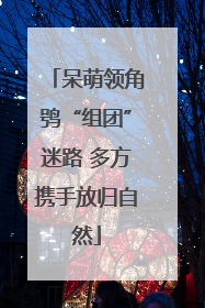 呆萌领角鸮“组团”迷路 多方携手放归自然